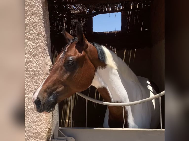 Other Breeds Mare 7 years 14.2 hh Pinto in Cairo