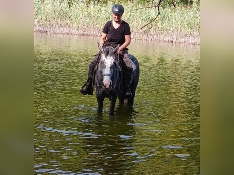 Other Breeds Mix Mare 7 years 14.3 hh Grey-Red-Tan in Felsbergerhof