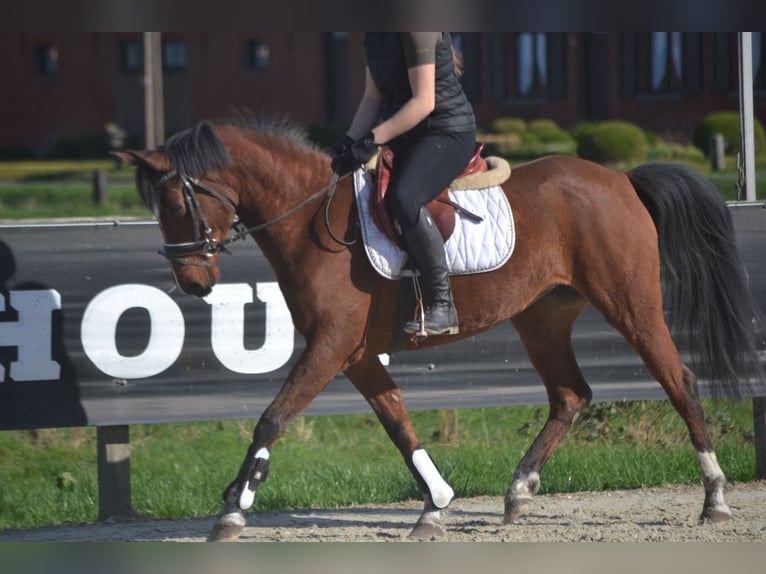 Other Breeds Mare 7 years 14,1 hh Brown in Breda