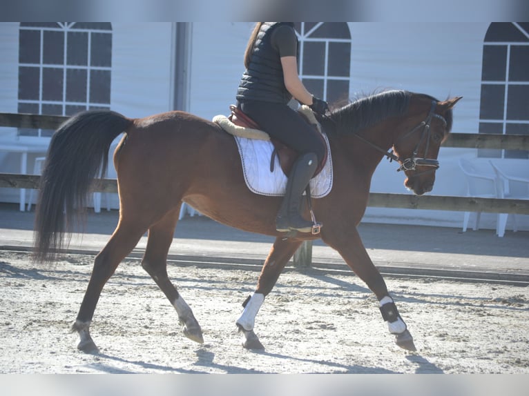 Other Breeds Mare 7 years 14,1 hh Brown in Breda