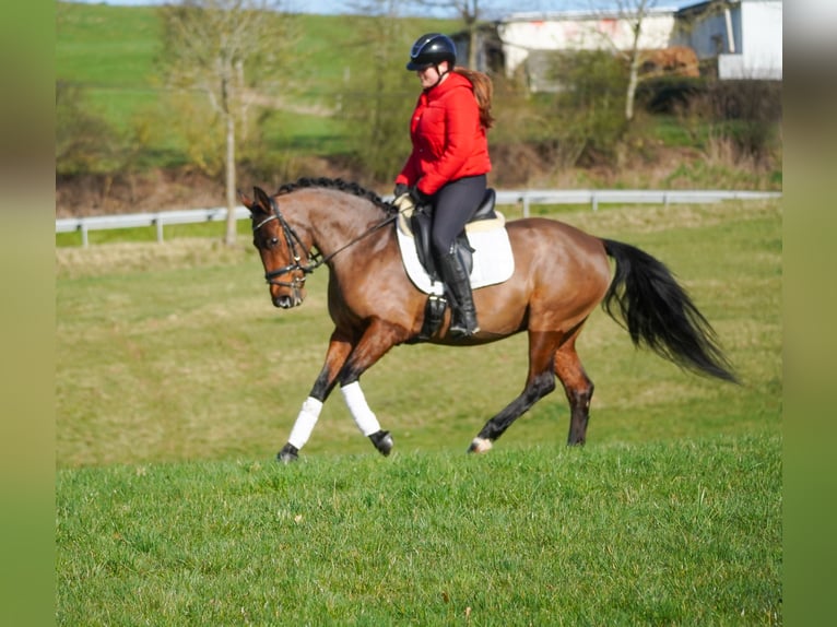 Other Breeds Mare 7 years 14,1 hh Brown in Nettersheim