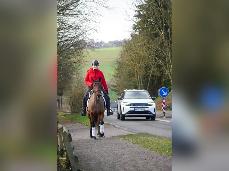 Other Breeds Mare 7 years 14,1 hh Brown in Nettersheim