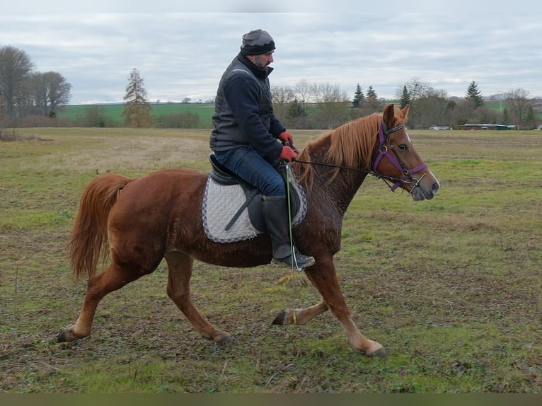 Other Breeds Mare 7 years 14,1 hh Chestnut-Red in Buttstädt