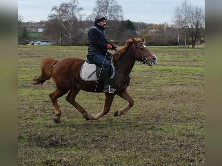 Other Breeds Mare 7 years 14,1 hh Chestnut-Red in Buttst&#xE4;dt