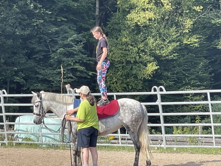 Other Breeds Mare 7 years 14,1 hh Grey in Dielheim