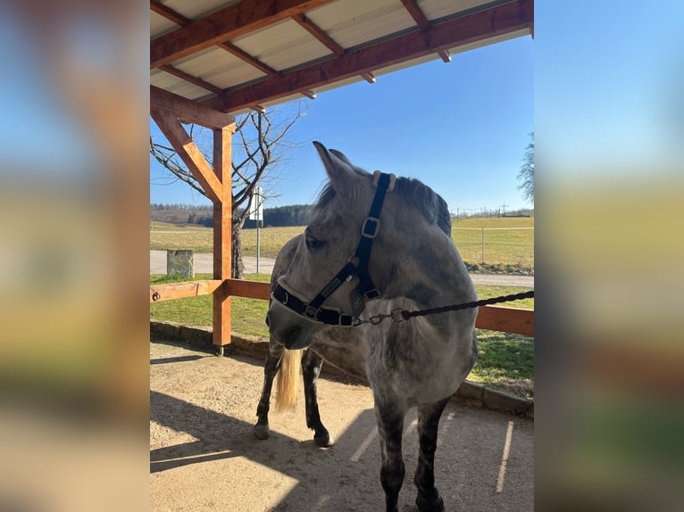 Other Breeds Mare 7 years 14,1 hh Grey in Dielheim
