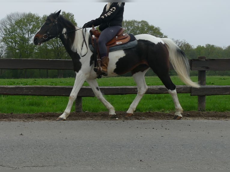Other Breeds Mare 7 years 14,1 hh Pinto in Lathen