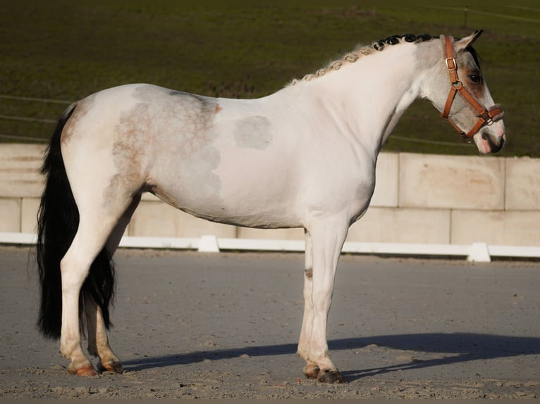 Other Breeds Mare 7 years 14,1 hh Pinto in Nettersheim