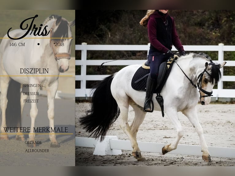 Other Breeds Mare 7 years 14,1 hh Pinto in Nettersheim