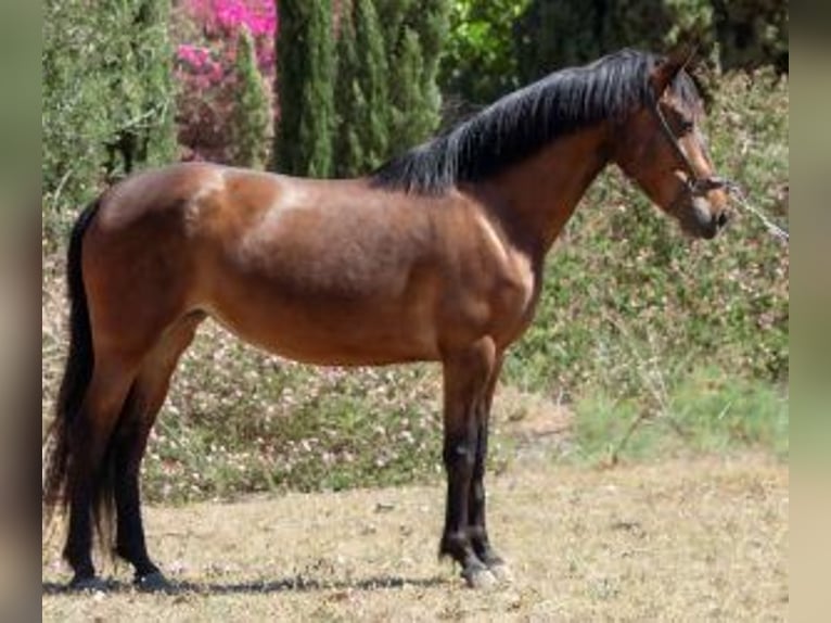Other Breeds Mix Mare 7 years 14,2 hh Bay in ALICANTE