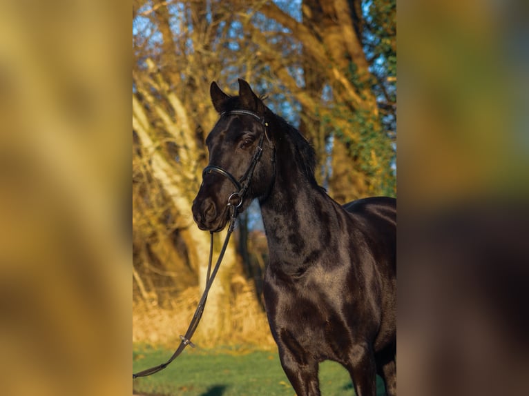 Other Breeds Mare 7 years 14,2 hh Black in Krummhörn Wolzeten