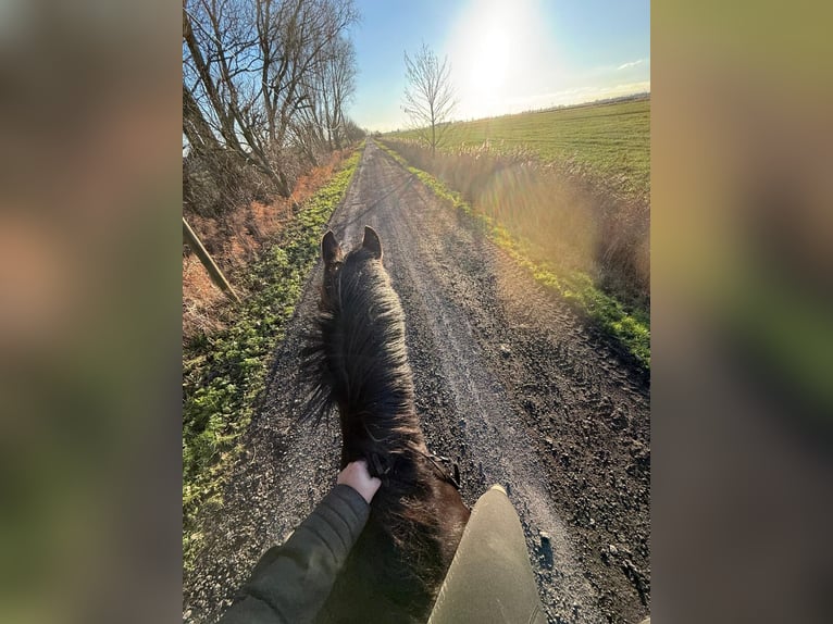 Other Breeds Mare 7 years 14,2 hh Black in Krummhörn Wolzeten