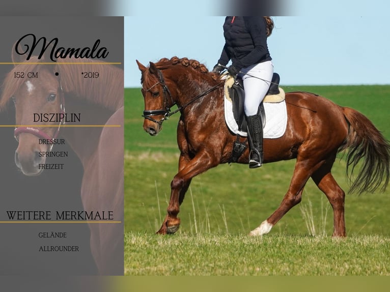 Other Breeds Mare 7 years 14,3 hh Chestnut in Nettersheim