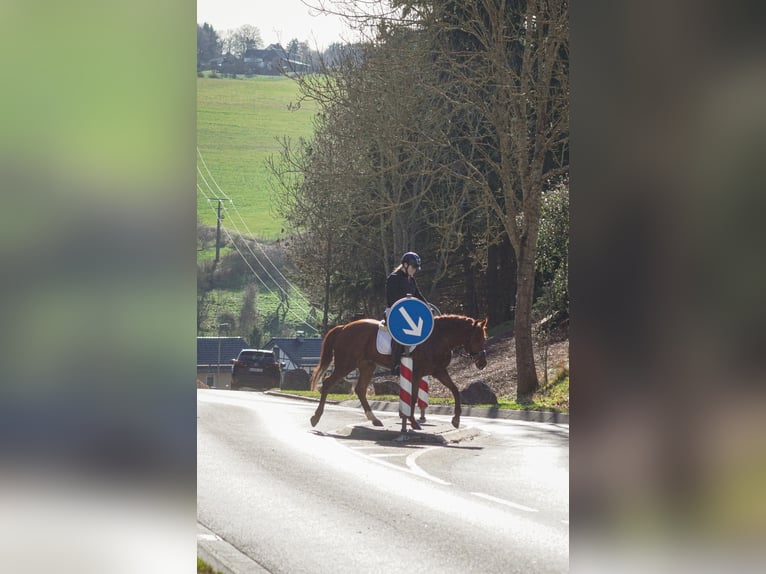 Other Breeds Mare 7 years 14,3 hh Chestnut in Nettersheim