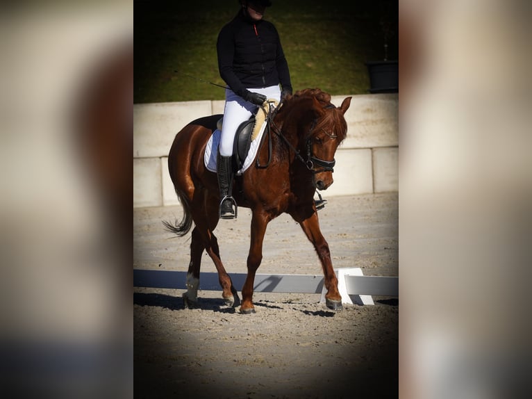 Other Breeds Mare 7 years 14,3 hh Chestnut in Nettersheim