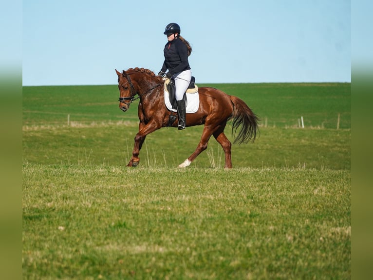 Other Breeds Mare 7 years 14,3 hh Chestnut in Nettersheim