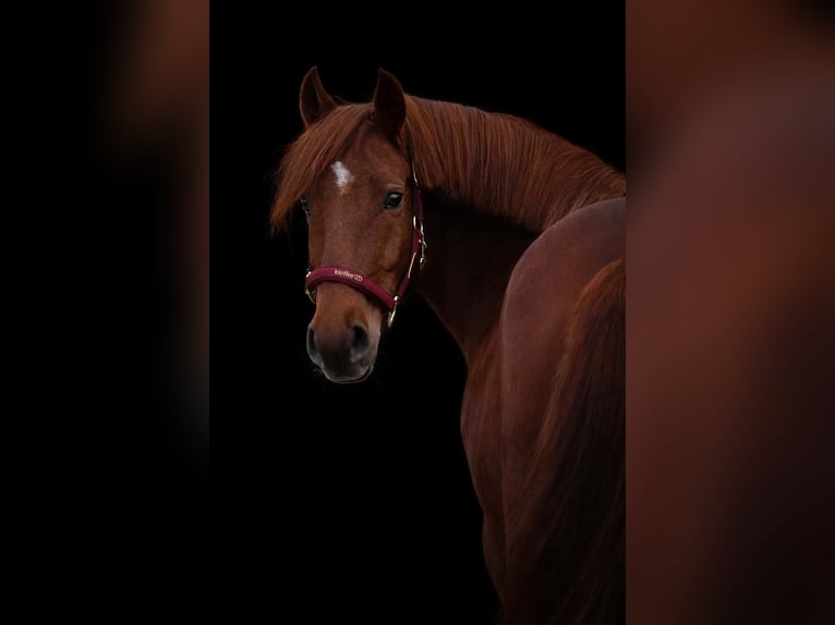 Other Breeds Mare 7 years 14,3 hh Chestnut in Nettersheim