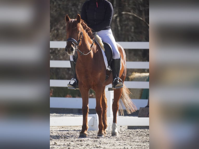 Other Breeds Mare 7 years 14,3 hh Chestnut in Nettersheim