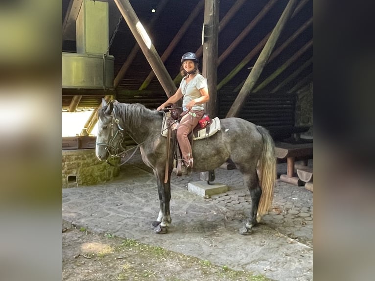 Other Breeds Mix Mare 7 years 14,3 hh Grey-Red-Tan in Felsbergerhof