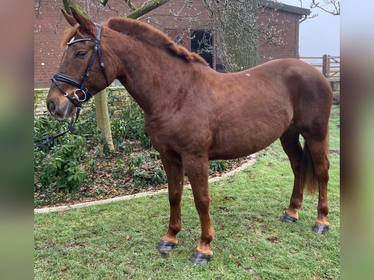 Other Breeds Mare 7 years 15,1 hh Chestnut-Red in Hopsten