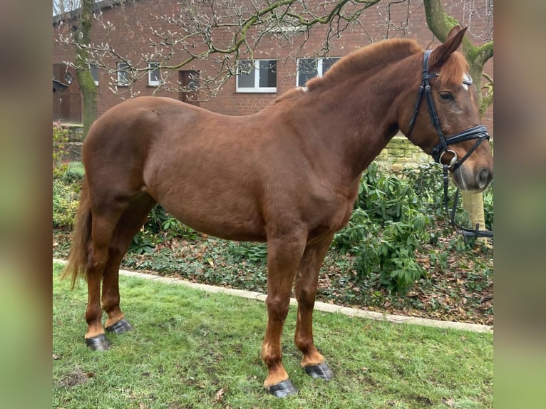 Other Breeds Mare 7 years 15,1 hh Chestnut-Red in Hopsten