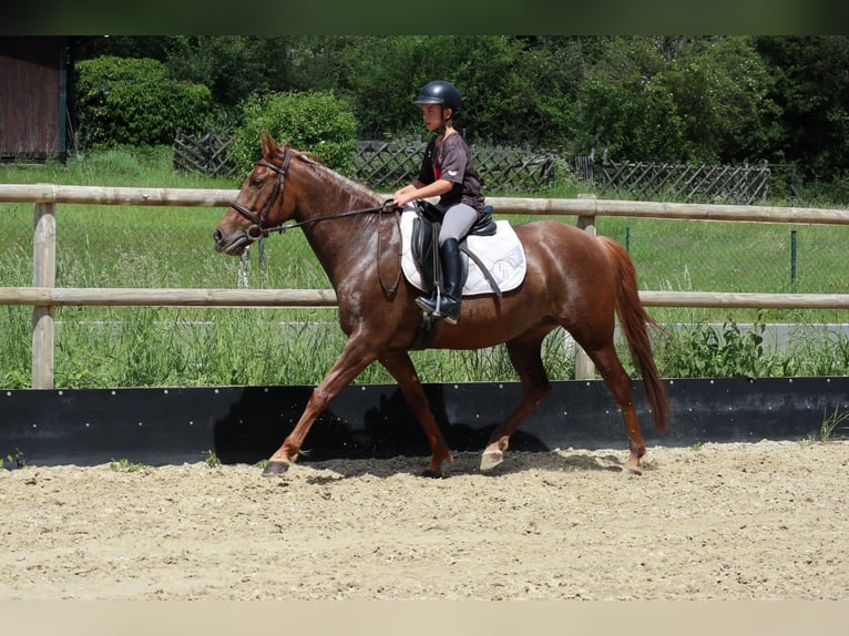 Other Breeds Mare 7 years 15.1 hh Chestnut in Üxheim