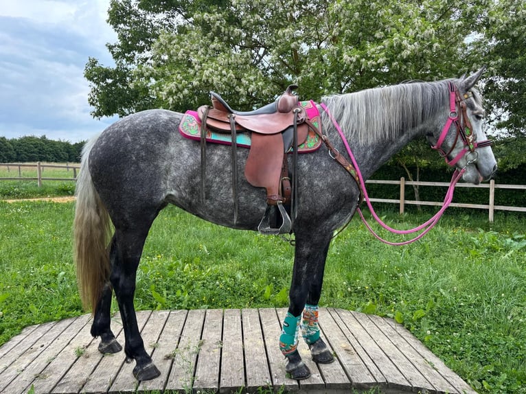 Other Breeds Mare 7 years 15.1 hh Grey-Dapple in Linkenbach