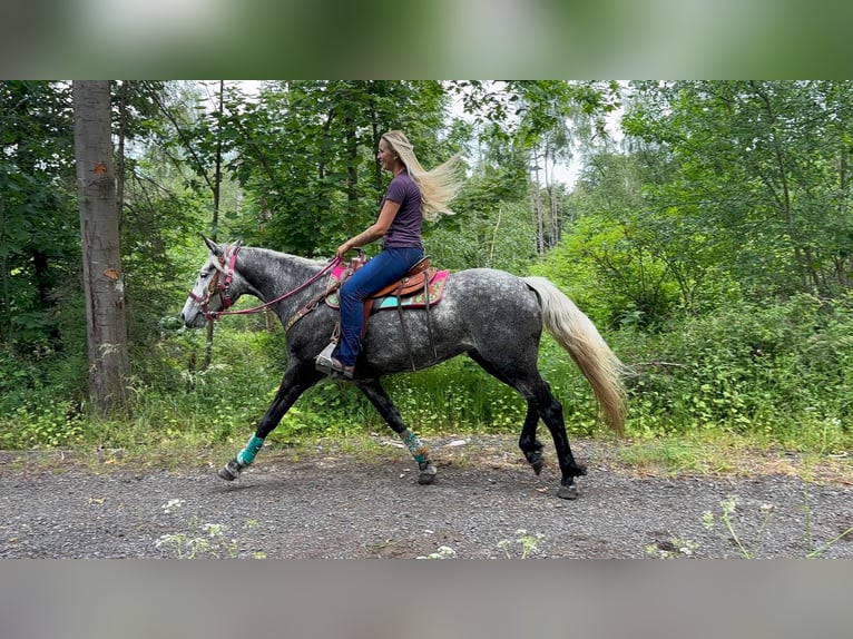 Other Breeds Mare 7 years 15.1 hh Grey-Dapple in Linkenbach