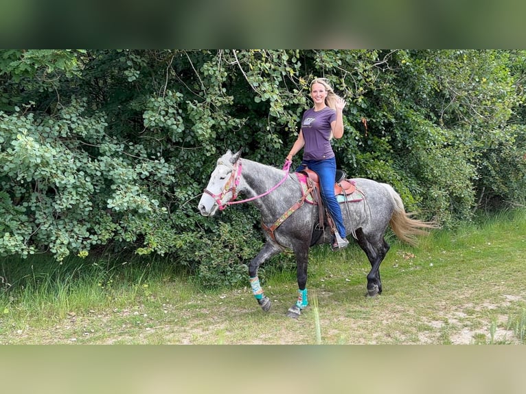 Other Breeds Mare 7 years 15.1 hh Grey-Dapple in Linkenbach