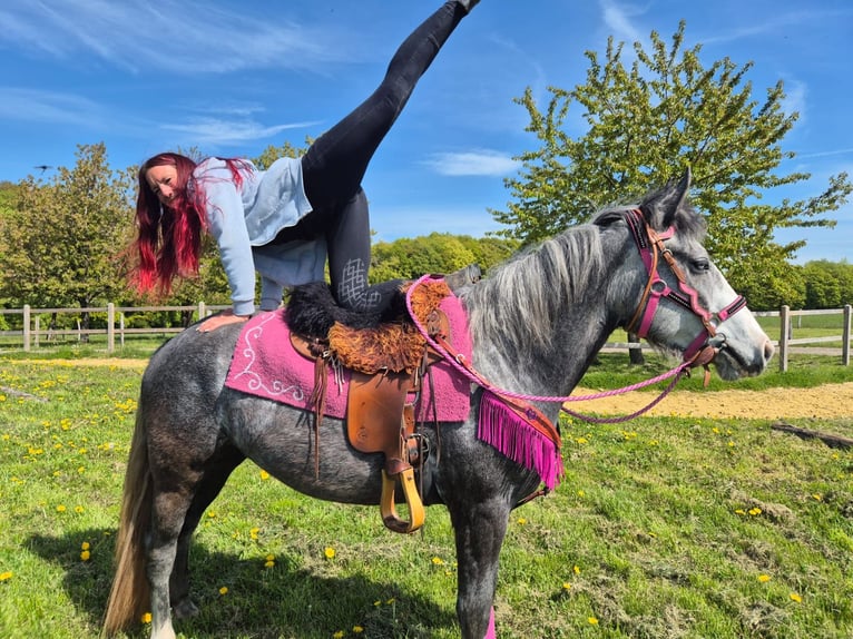 Other Breeds Mare 7 years 15.1 hh Grey-Dapple in Linkenbach