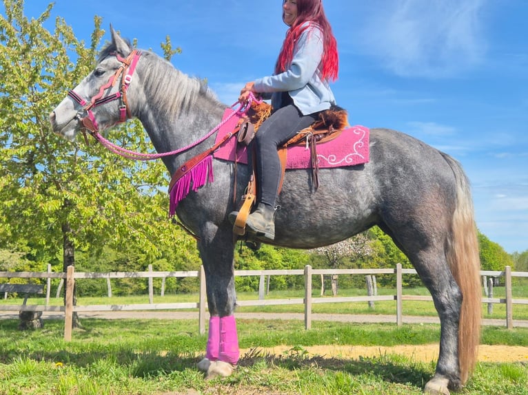 Other Breeds Mare 7 years 15.1 hh Grey-Dapple in Linkenbach