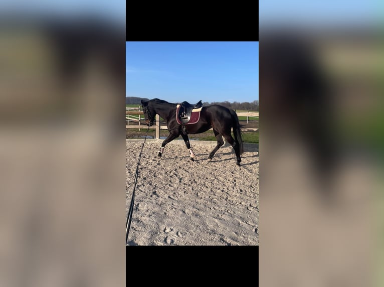 Other Breeds Mare 7 years 15.2 hh Bay-Dark in Grefrath