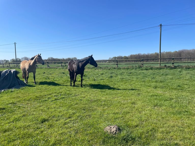 Other Breeds Mare 7 years 15.2 hh Bay-Dark in Grefrath