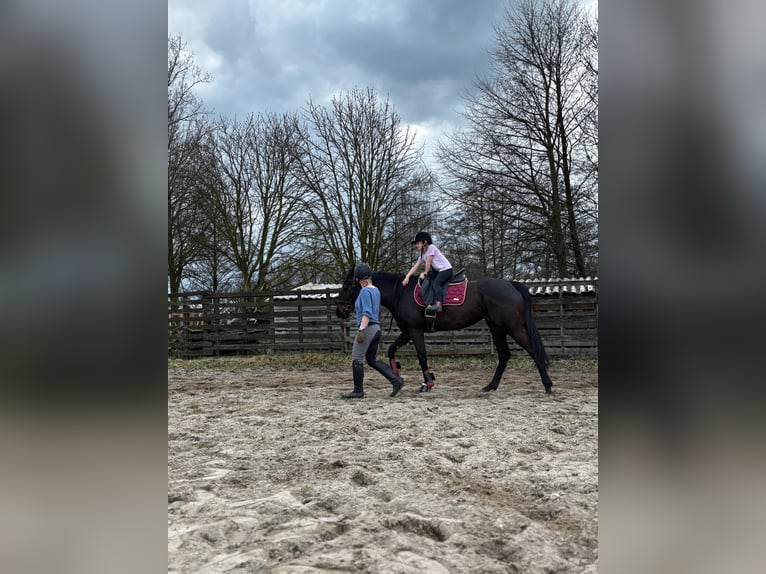 Other Breeds Mare 7 years 15.2 hh Bay-Dark in Grefrath