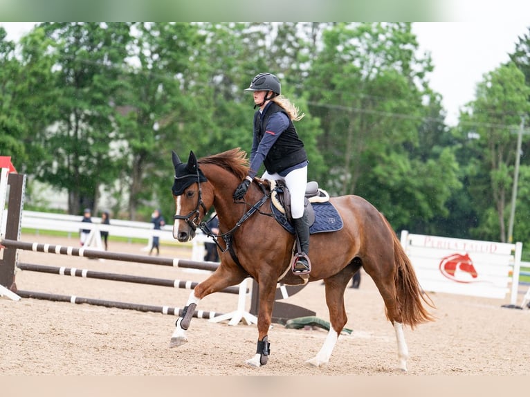 Other Breeds Mare 7 years 15.2 hh Chestnut in Kiia