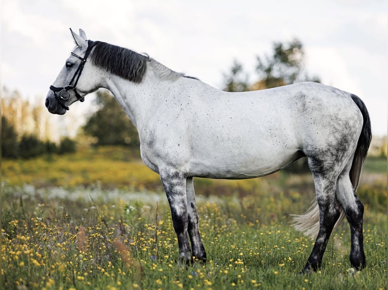 Other Breeds Mix Mare 7 years 15,2 hh Gray in Vilnius