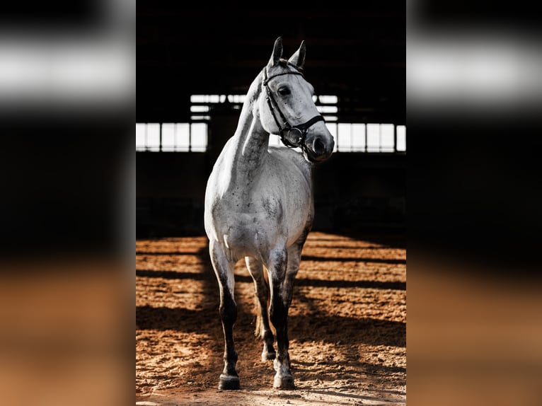 Other Breeds Mix Mare 7 years 15,2 hh Gray in Vilnius