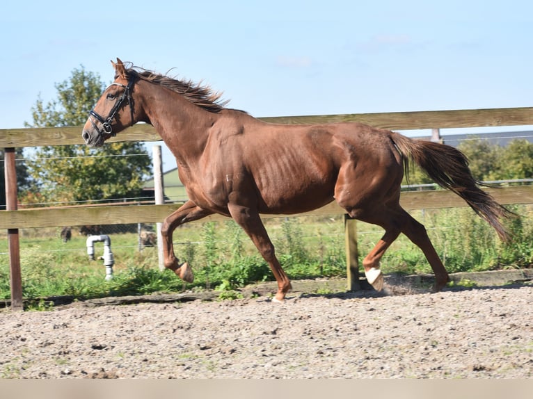 Other Breeds Mare 7 years 15,3 hh Chestnut-Red in Achtmaal