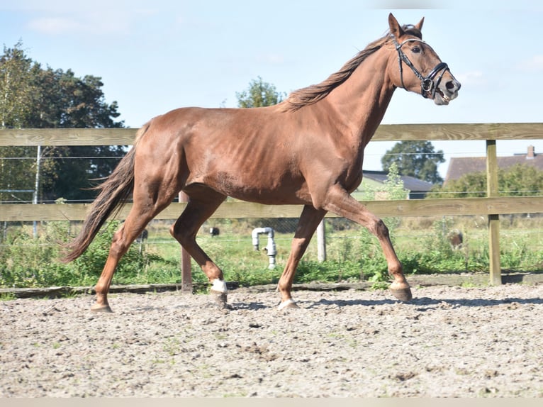 Other Breeds Mare 7 years 15,3 hh Chestnut-Red in Achtmaal