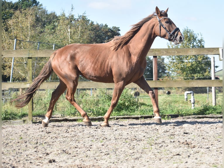 Other Breeds Mare 7 years 15,3 hh Chestnut-Red in Achtmaal