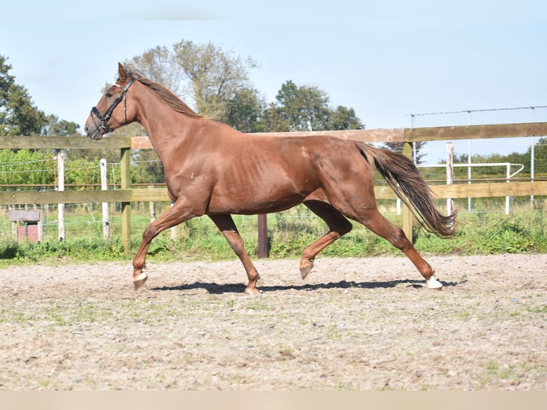 Other Breeds Mare 7 years 15,3 hh Chestnut-Red in Achtmaal