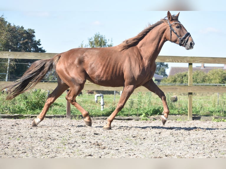 Other Breeds Mare 7 years 15,3 hh Chestnut-Red in Achtmaal