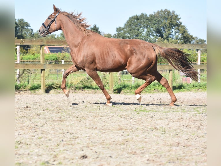 Other Breeds Mare 7 years 15,3 hh Chestnut-Red in Achtmaal