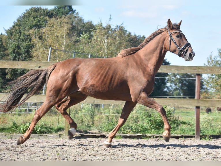 Other Breeds Mare 7 years 15,3 hh Chestnut-Red in Achtmaal