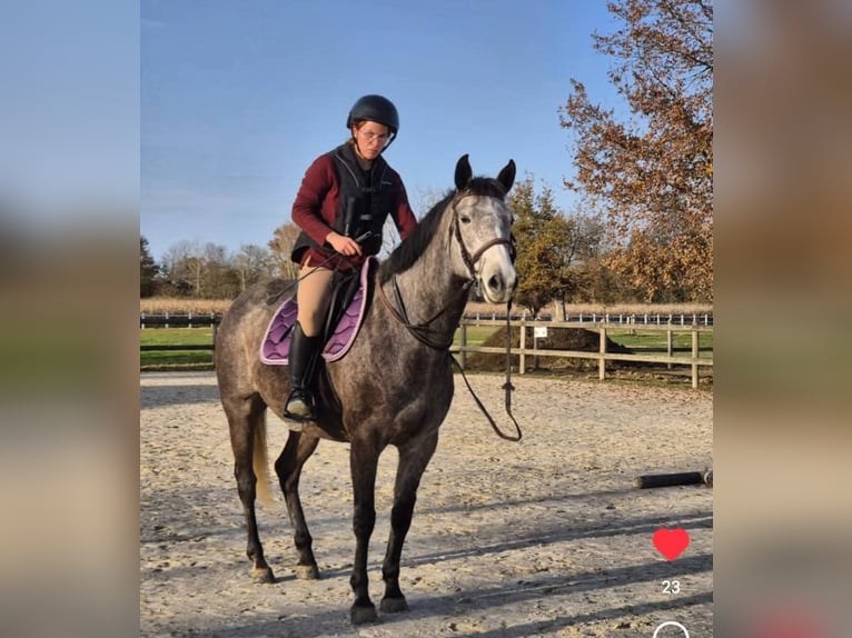 Other Breeds Mare 7 years 15,3 hh Gray-Dapple in SEISSAN