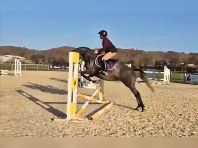 Other Breeds Mare 7 years 15,3 hh Gray-Dapple in SEISSAN