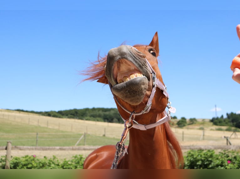 Other Breeds Mix Mare 7 years 15 hh Chestnut-Red in Nottuln