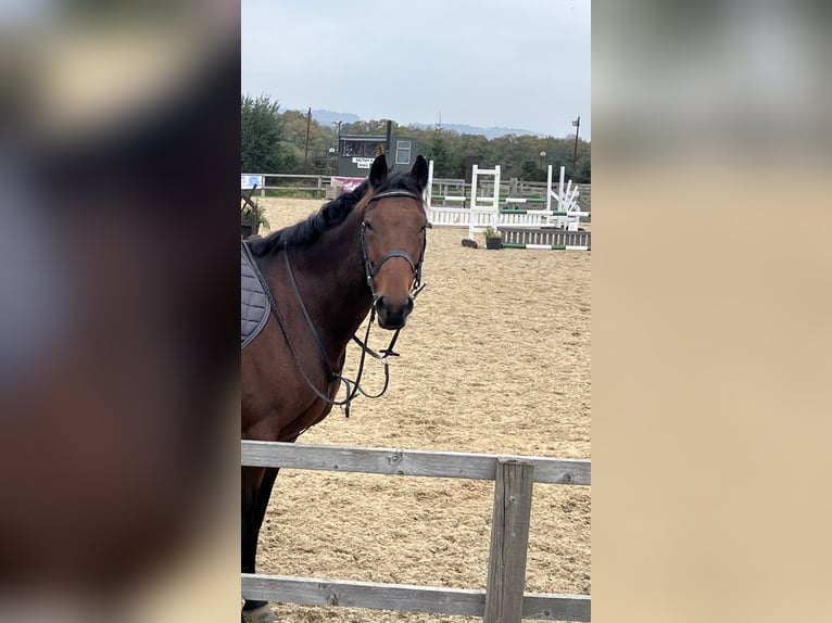 Other Breeds Mare 7 years 15,2 hh Bay in Wales