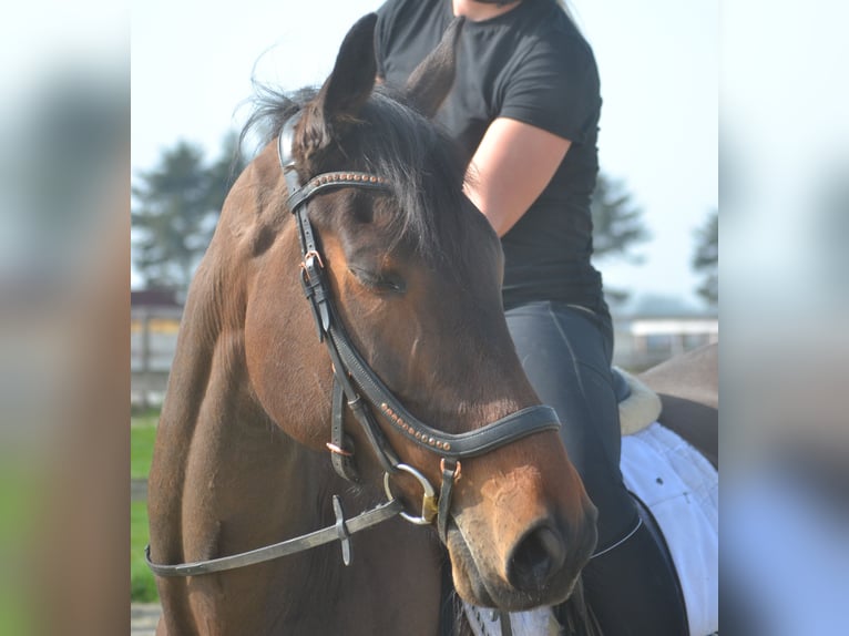 Other Breeds Mare 7 years 15,2 hh Brown in Breda