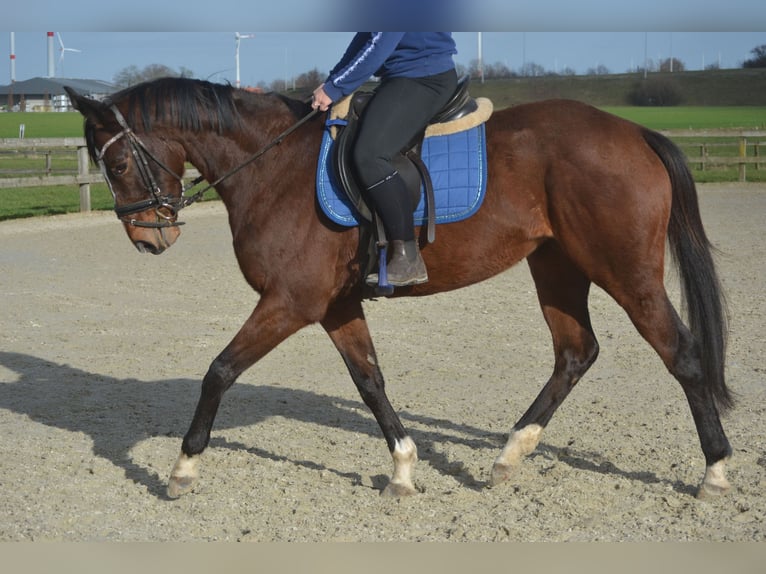 Other Breeds Mare 7 years 15,2 hh Brown in Breda